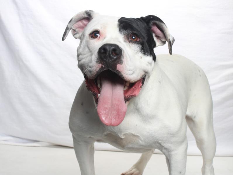 PROF. PEABODY, Adoptable, Young Male Pit Bull Terrier & Mixed Breed.