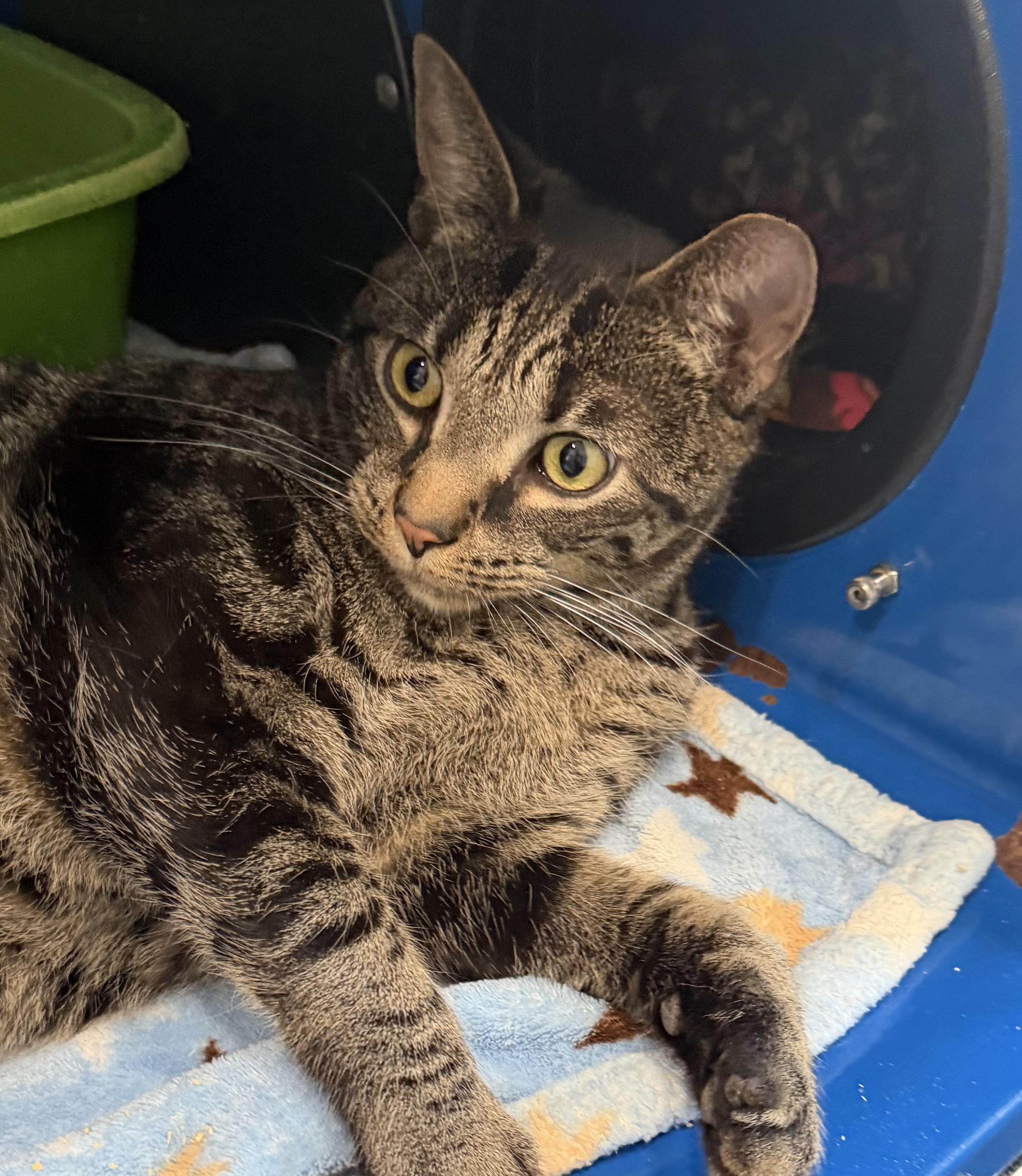 Tiger Lily — thumbnail 3