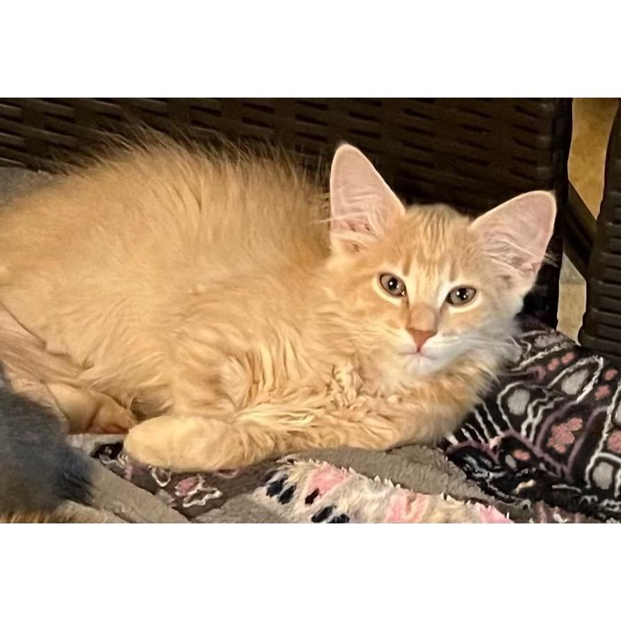 Deimos, Adoptable, Adult Male Domestic Medium Hair.