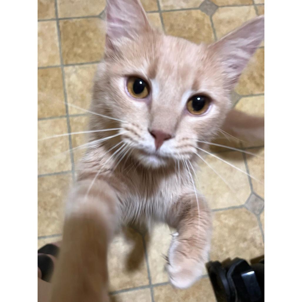 Deimos, a Adoptable Domestic Medium Hair in Panama City Beach, FL image 3/3