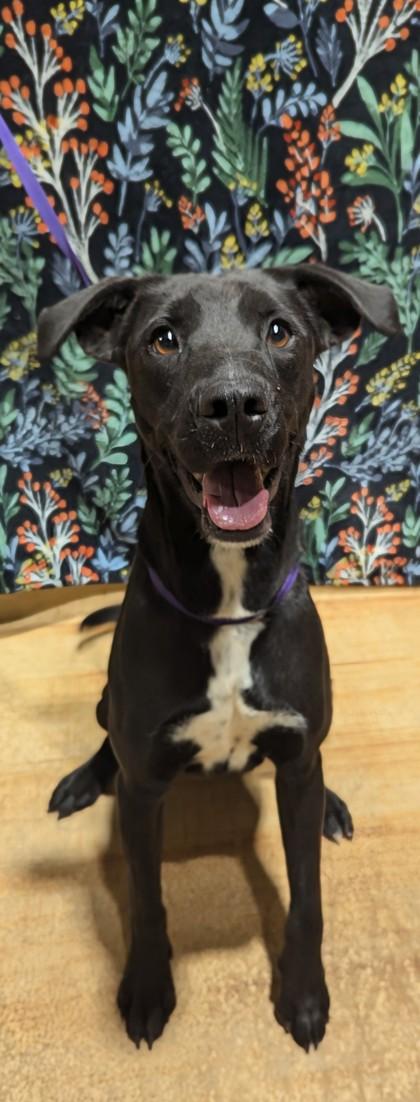 Enlarge Frenchie, a ADOPTABLE mixed breed in Jackson, GA image 1/1