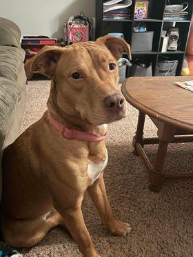 Enlarge Tiana, a Adoptable mixed breed in Marion, IN image 1/1