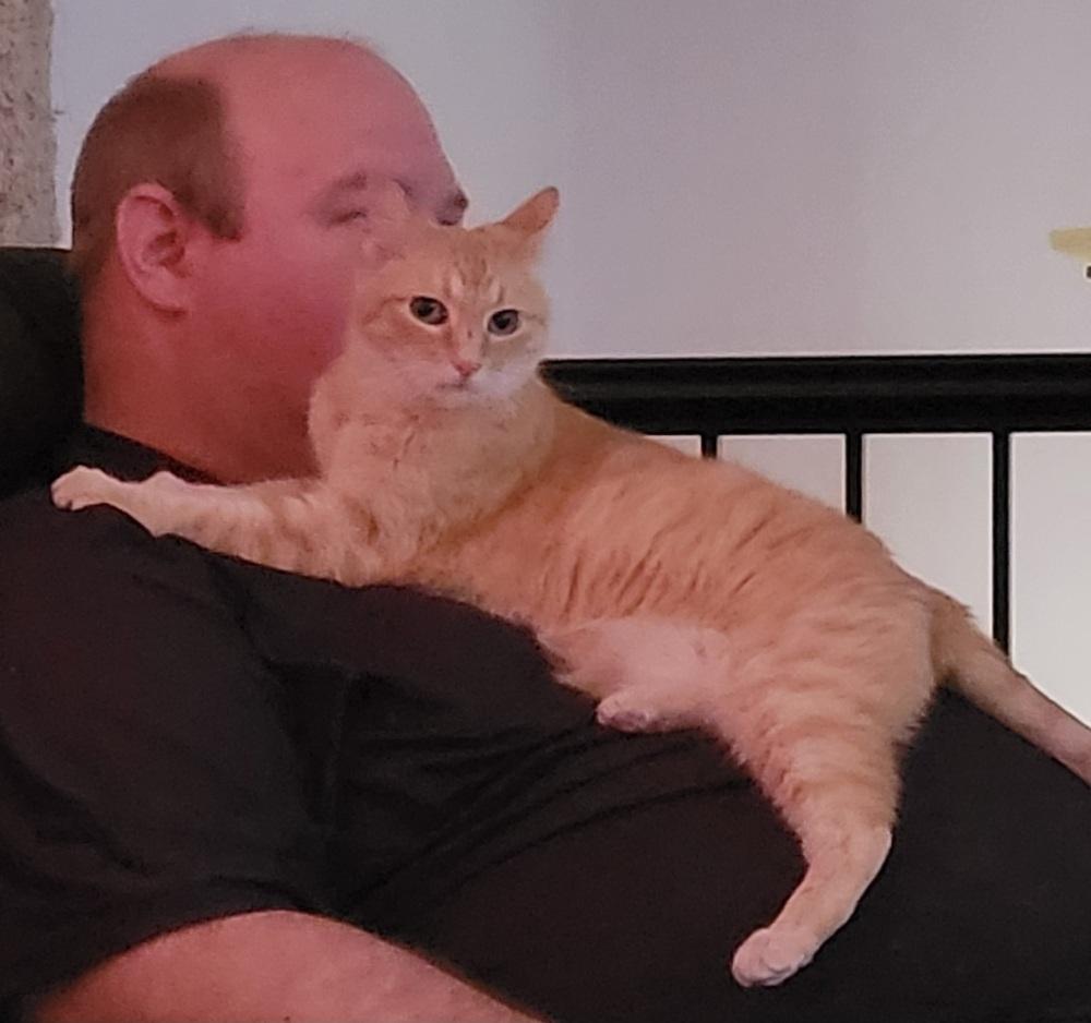 Lily, a Adoptable Tabby in Plymouth, MN image 3/3