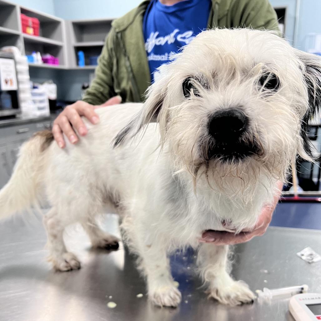 Enlarge Duncan, a Adoptable mixed breed in Zuni, VA image 2/5