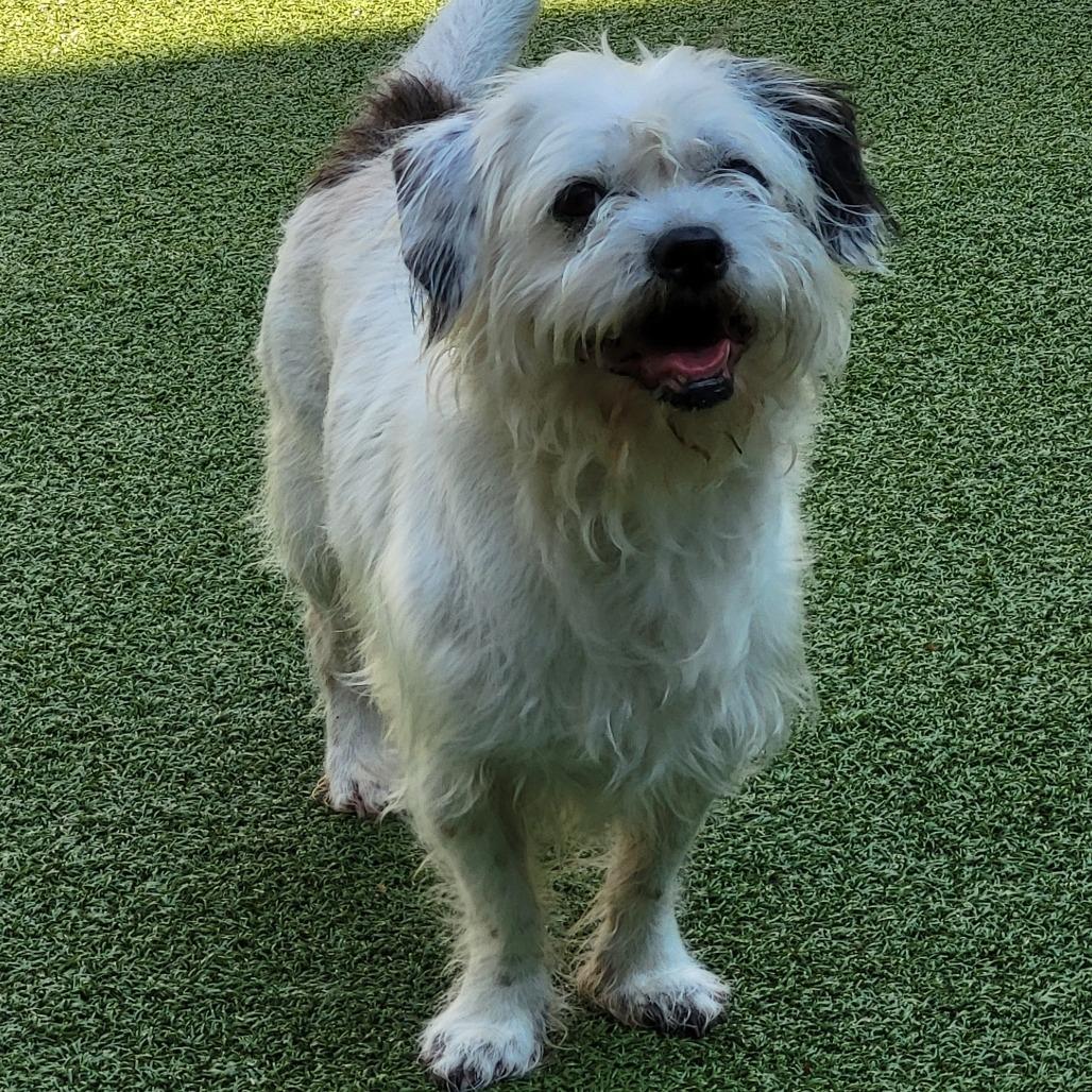Enlarge Duncan, a Adoptable mixed breed in Zuni, VA image 4/5