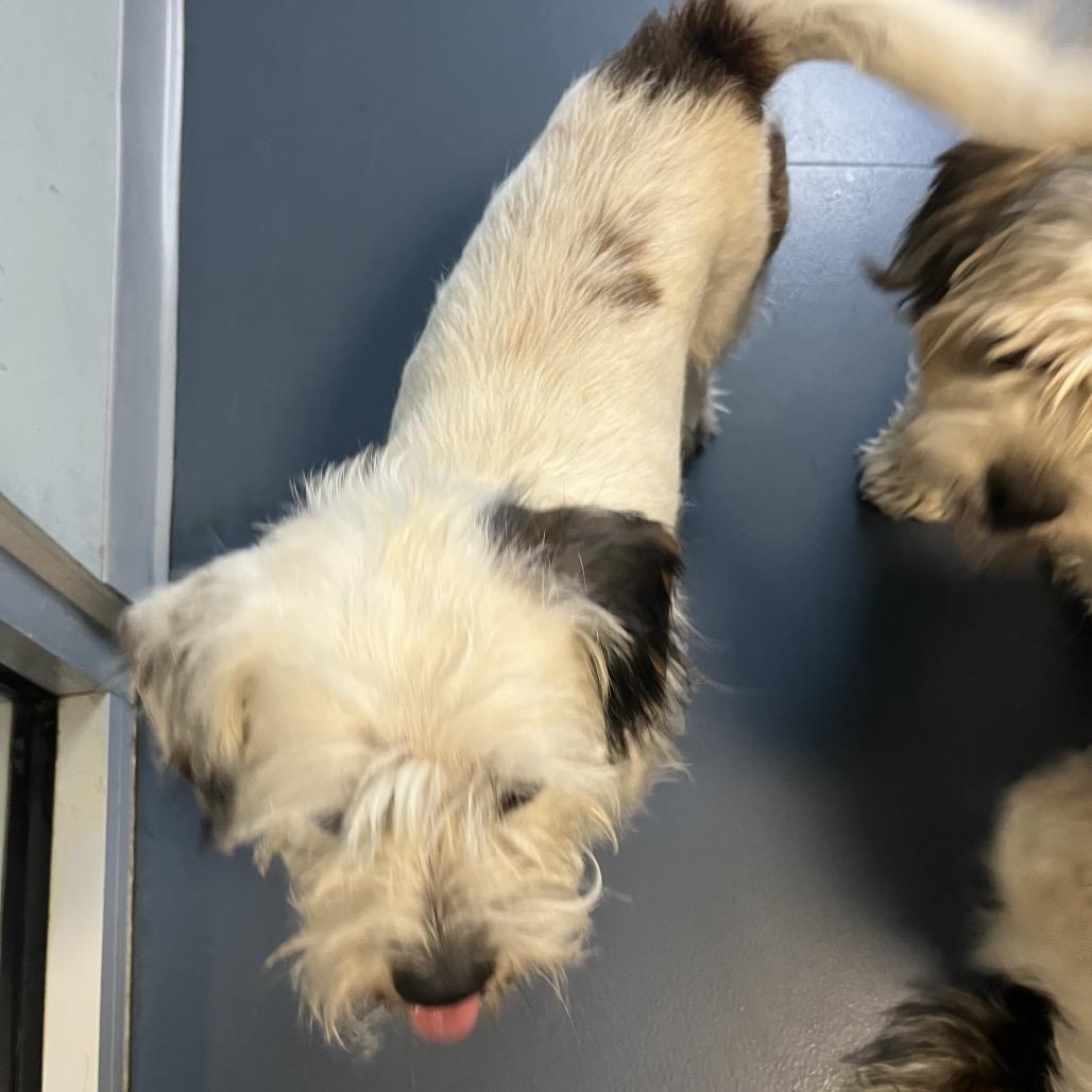 Enlarge Duncan, a Adoptable mixed breed in Zuni, VA image 3/5