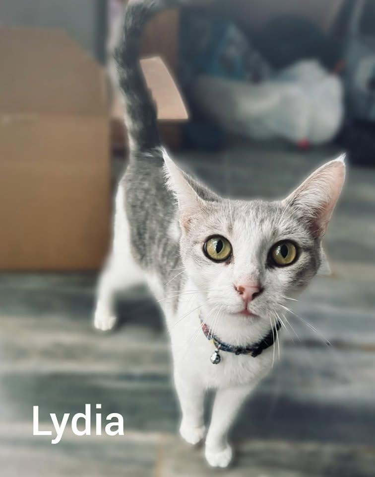 Lydia, a Adoptable Domestic Short Hair in New Baltimore, MI image 1/4