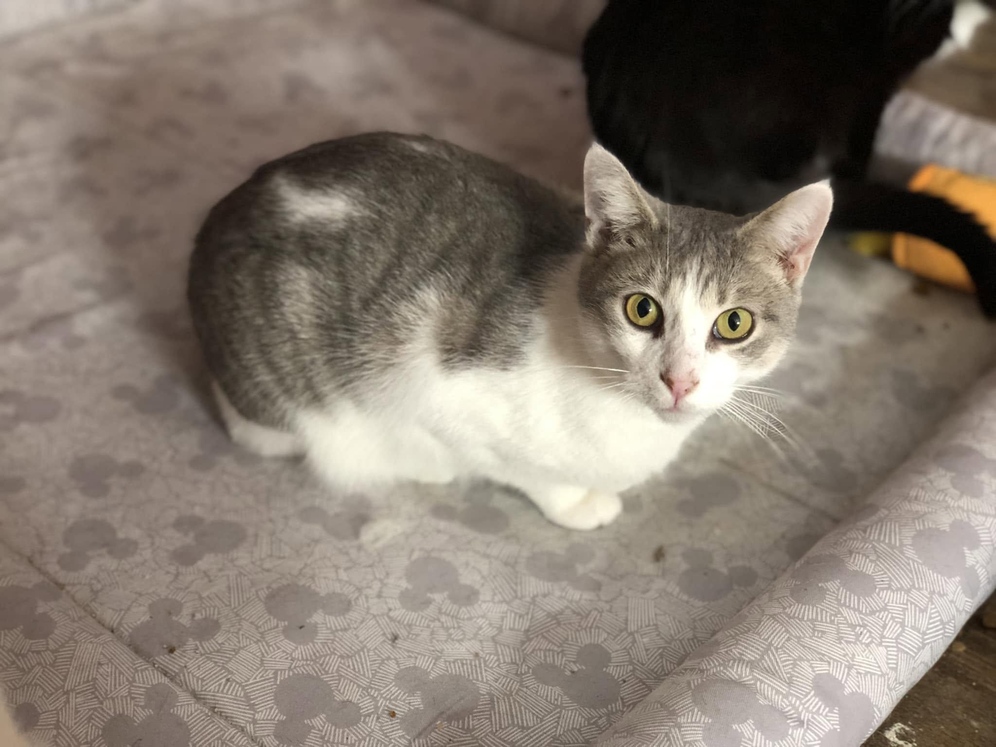 Lydia, a Adoptable Domestic Short Hair in New Baltimore, MI image 2/4