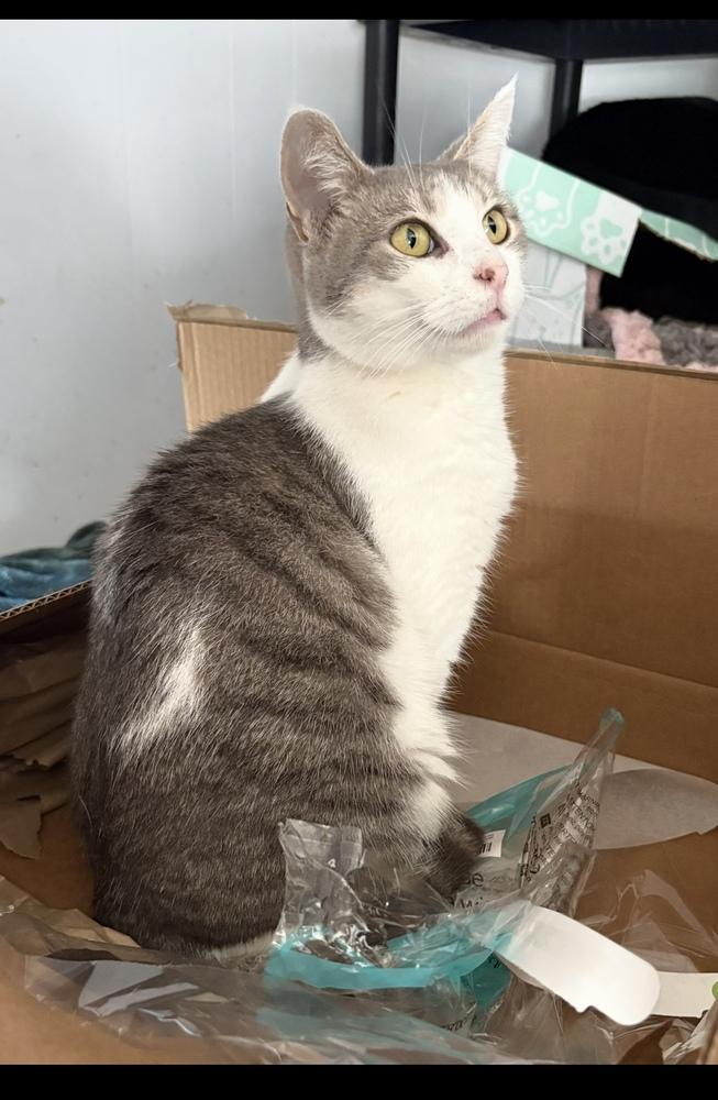 Enlarge Lydia, a Adoptable Domestic Short Hair in New Baltimore, MI image 1/1