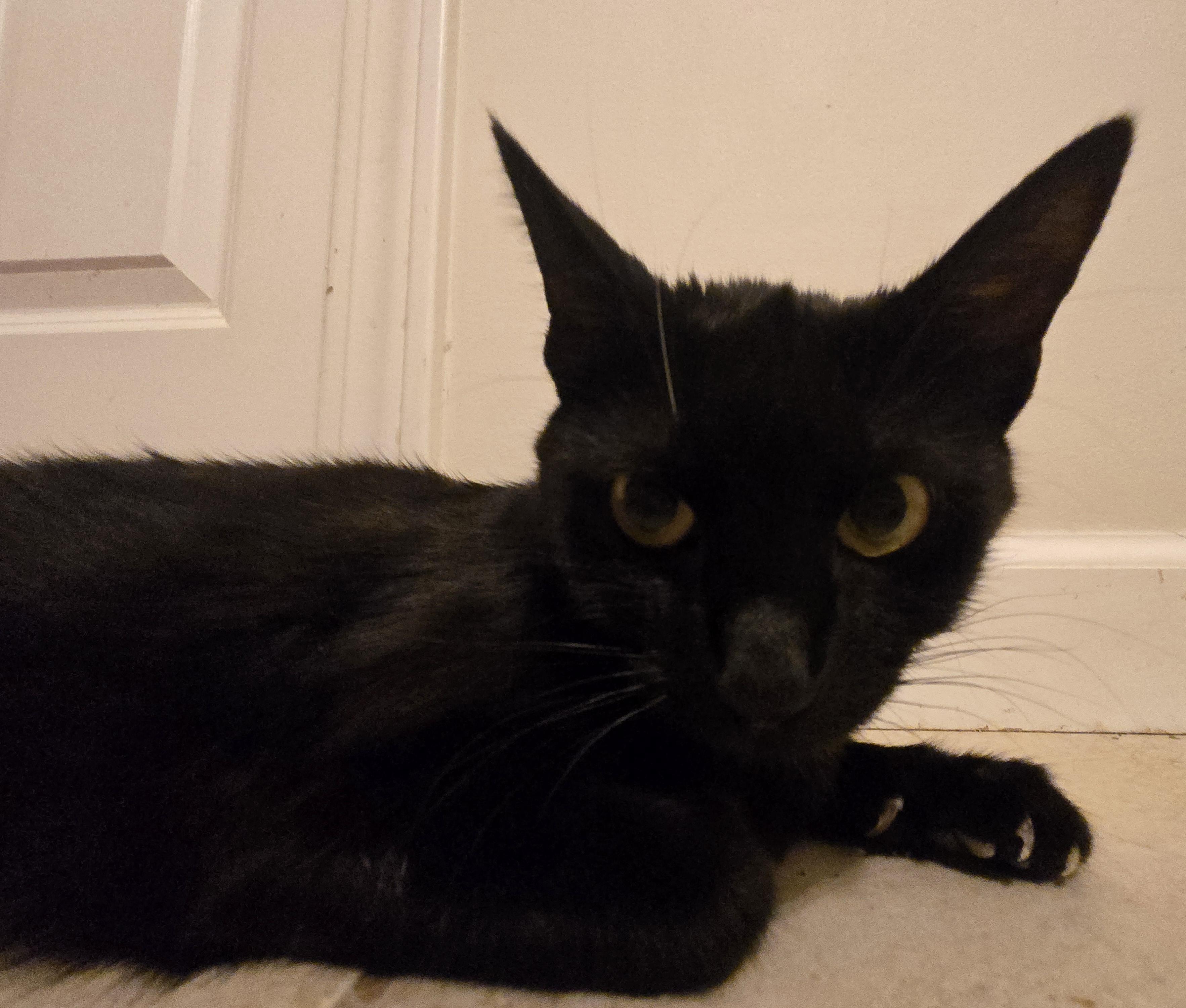 Enlarge Shadow, a Adoptable Domestic Short Hair in Concord, OH image 4/5