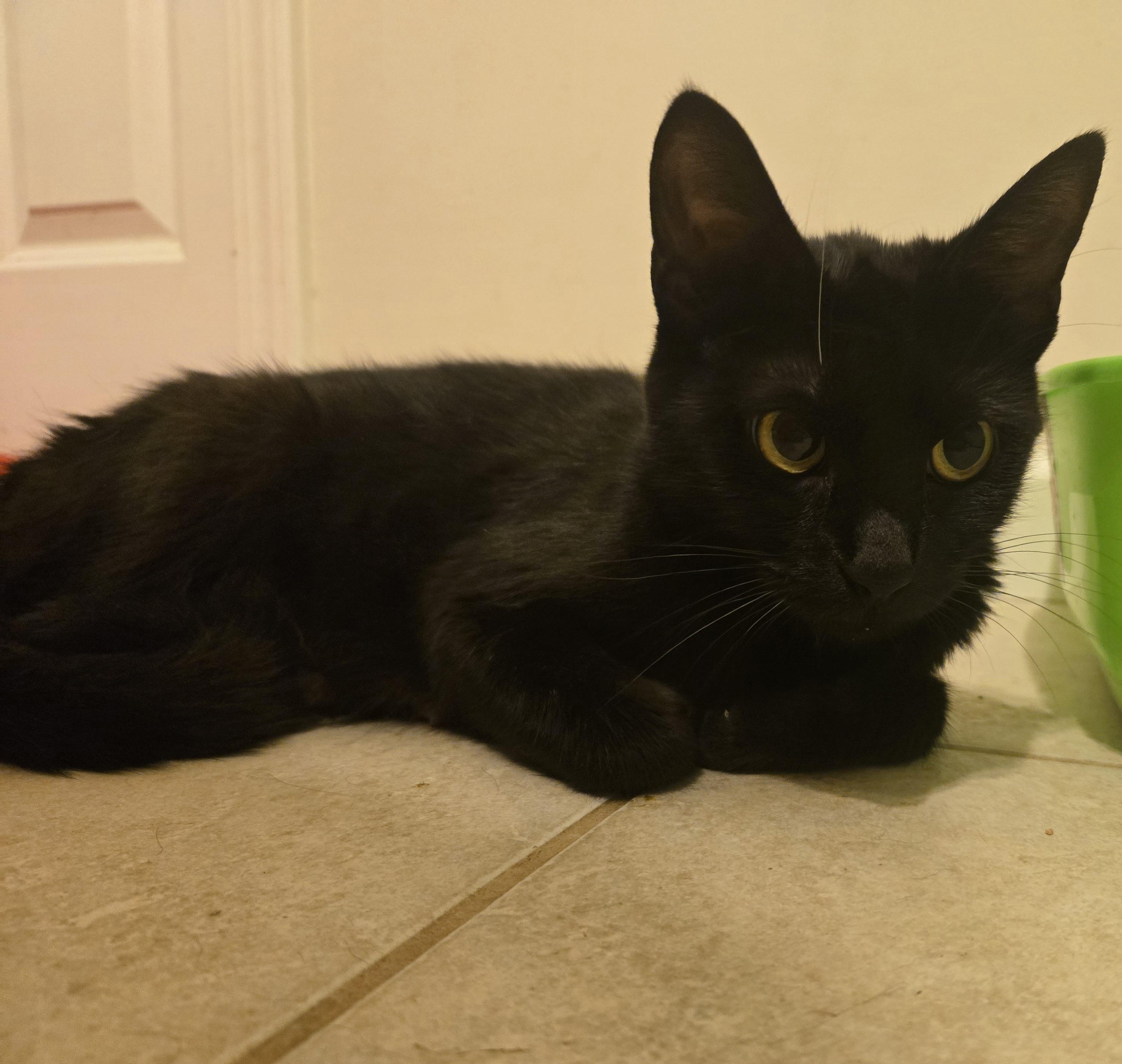 Enlarge Shadow, a Adoptable Domestic Short Hair in Concord, OH image 3/5