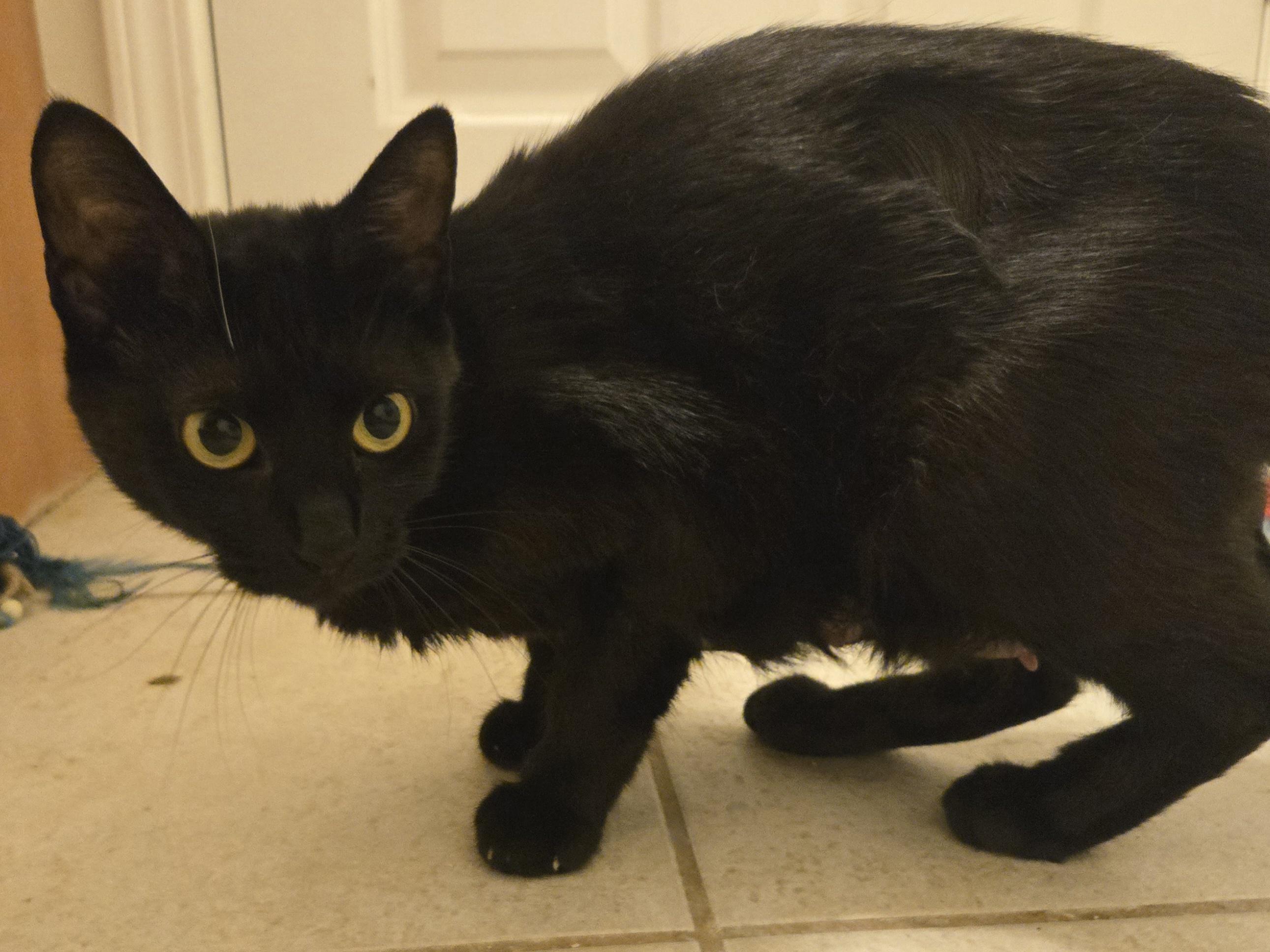 Enlarge Shadow, a Adoptable Domestic Short Hair in Concord, OH image 1/5