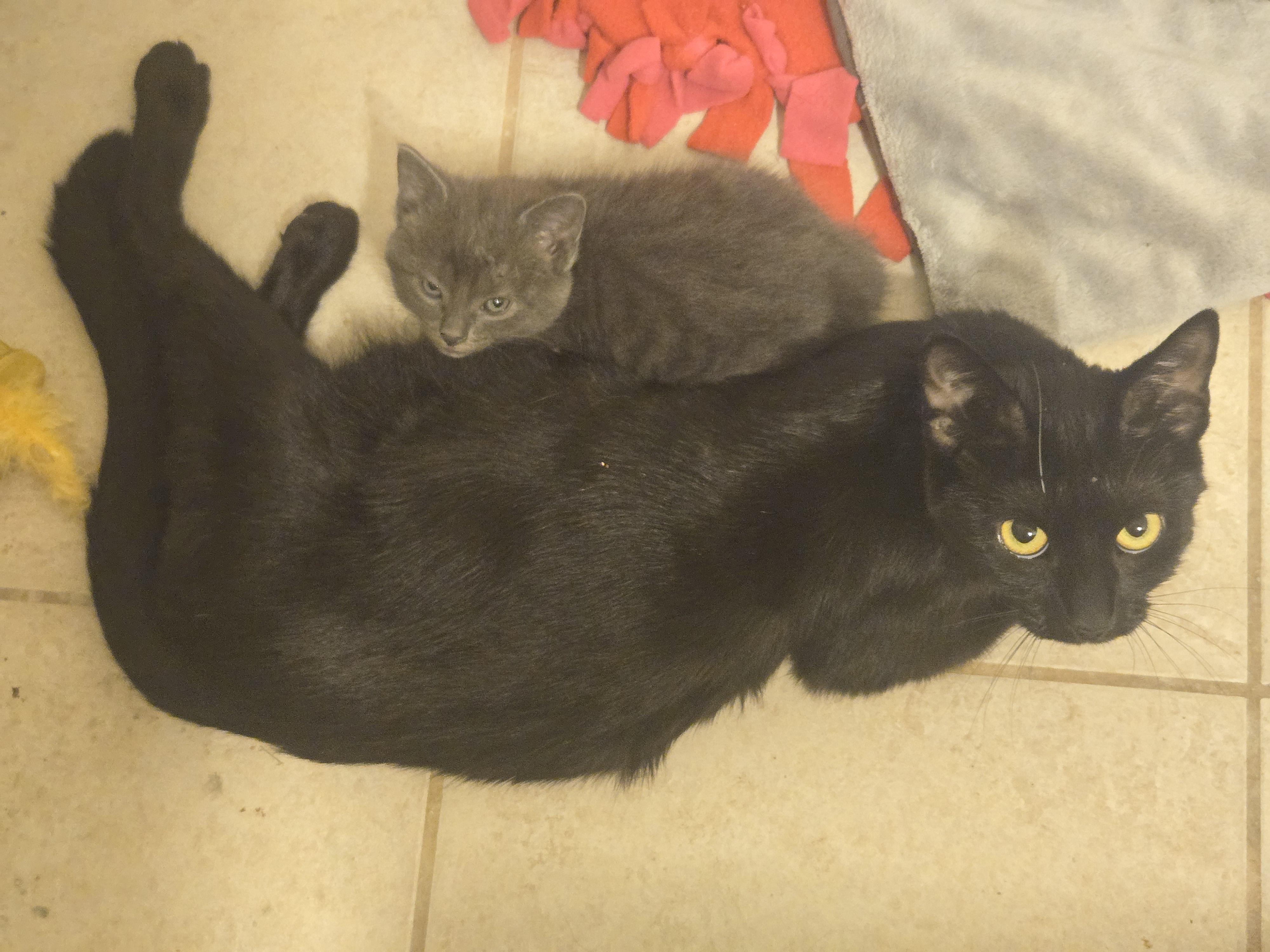 Enlarge Shadow, a Adoptable Domestic Short Hair in Concord, OH image 2/5