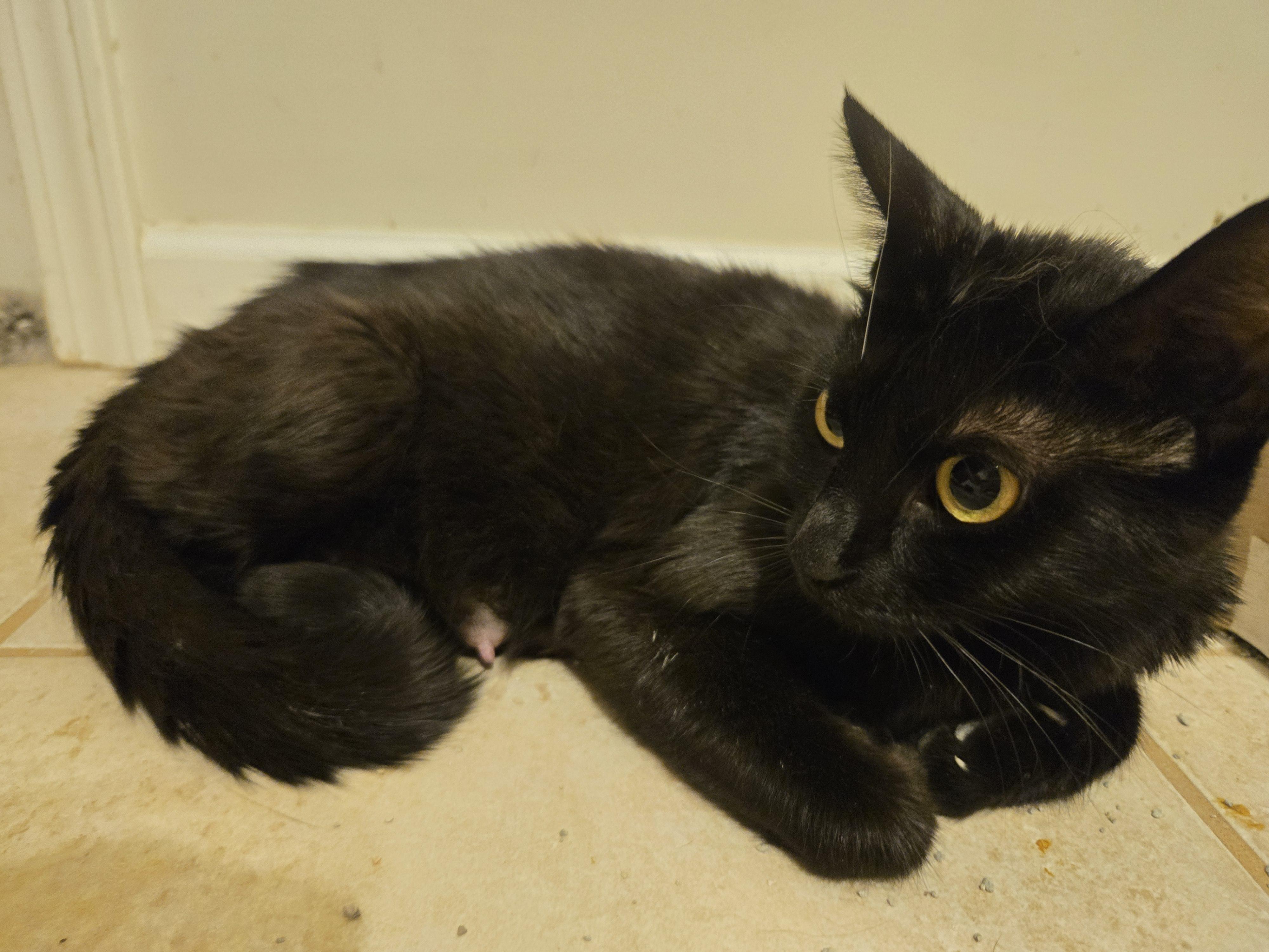 Enlarge Shadow, a Adoptable Domestic Short Hair in Concord, OH image 5/5