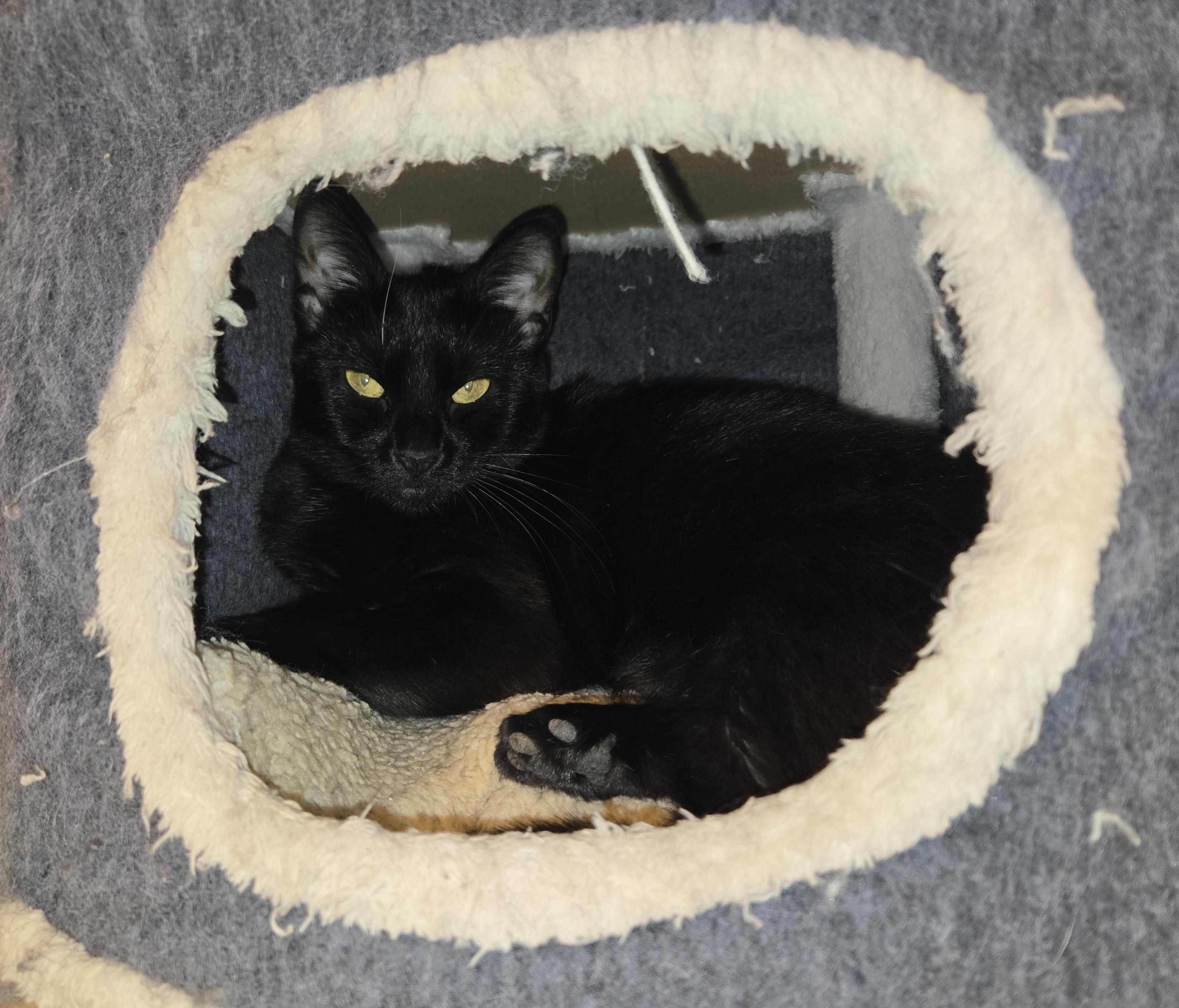 Enlarge Shadow, a Adoptable Domestic Short Hair in Concord, OH image 1/5