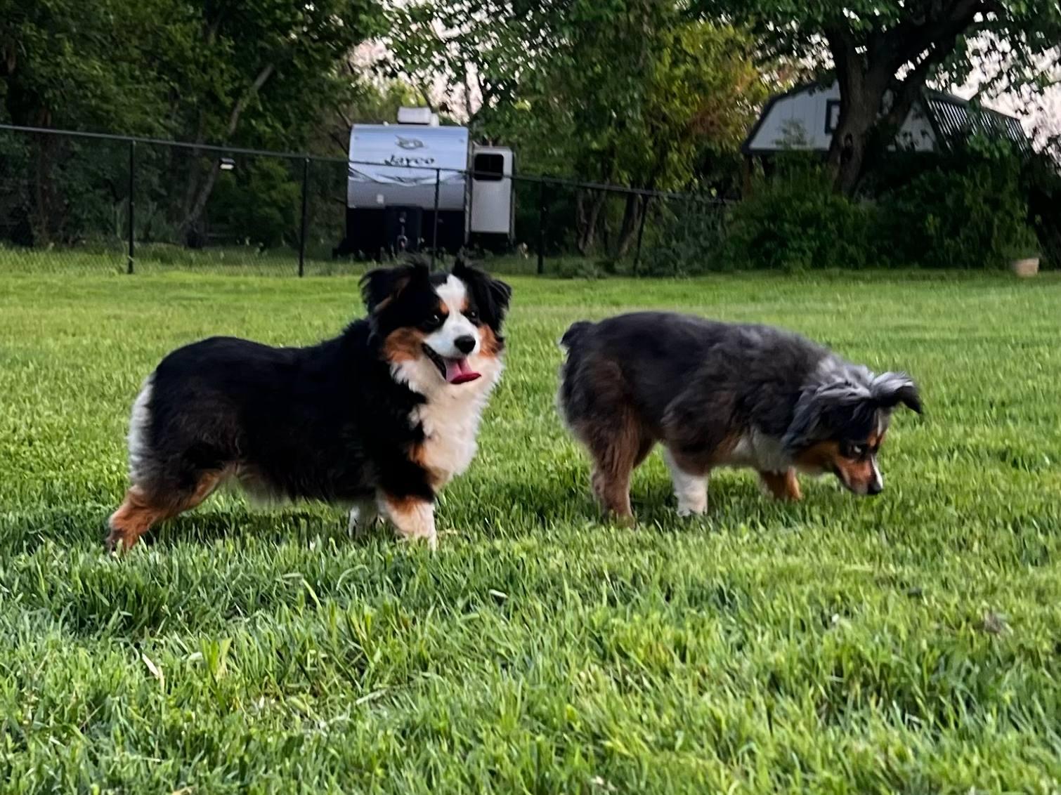 Enlarge Hank and Sally May, a Adopted Australian Shepherd in Piedmont, OK image 2/3