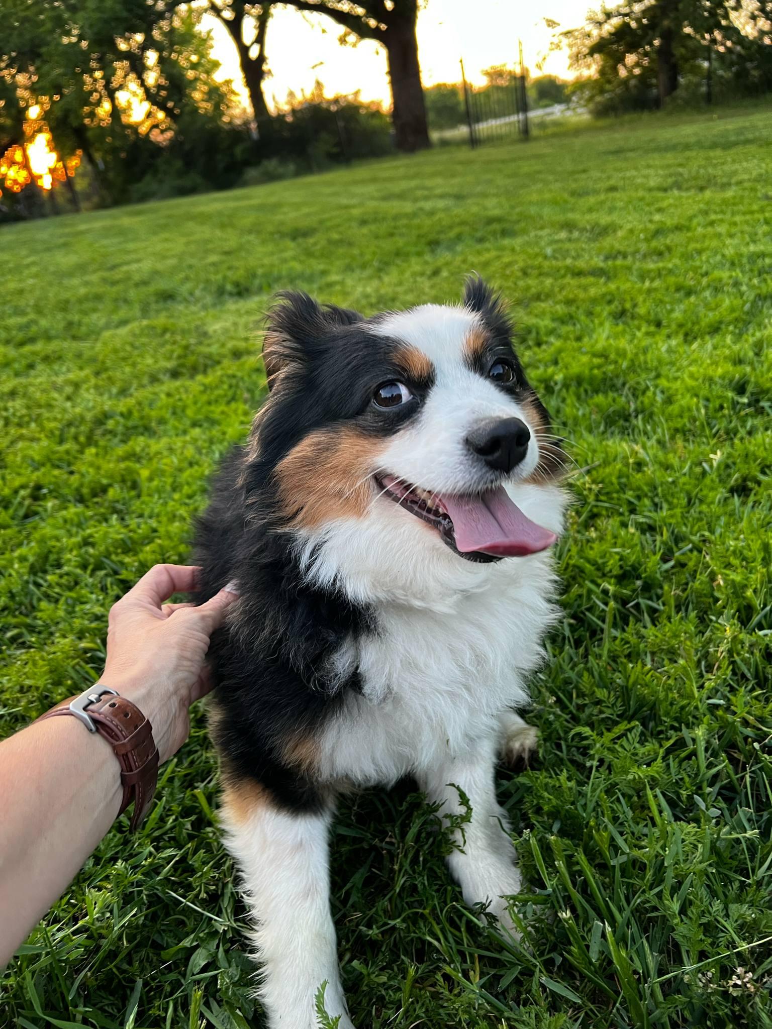 Enlarge Hank and Sally May, a Adopted Australian Shepherd in Piedmont, OK image 3/3