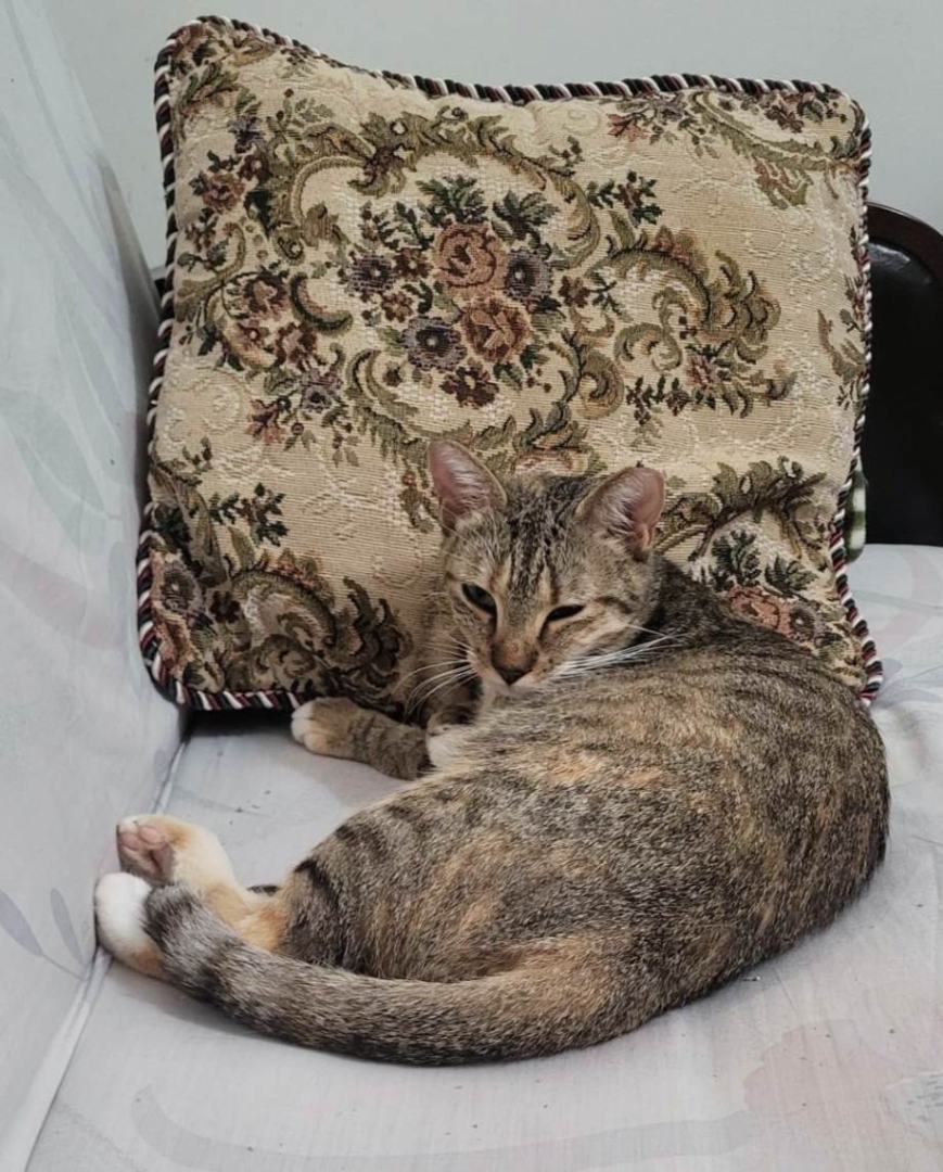 Momsy, Adoptable, Young Female Tabby.