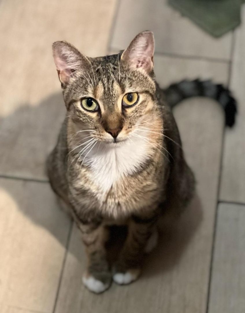 Momsy, a Adoptable Tabby in New York, NY image 2/3