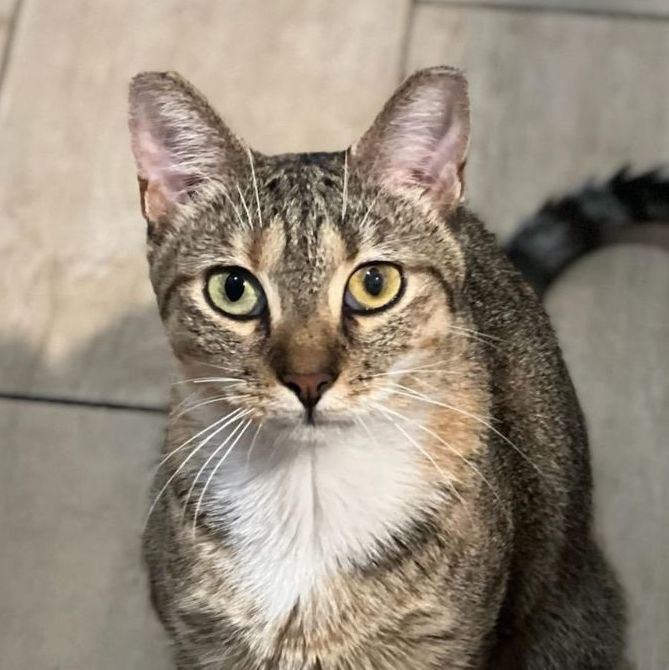 Momsy, a Adoptable Tabby in New York, NY image 3/3