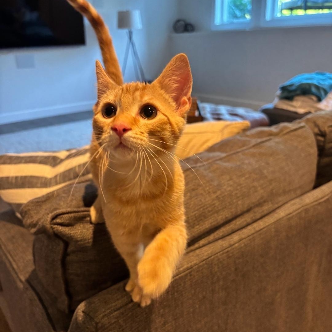 Pumpkin (bonded to Finley), Adopted, Kitten Male Tabby.