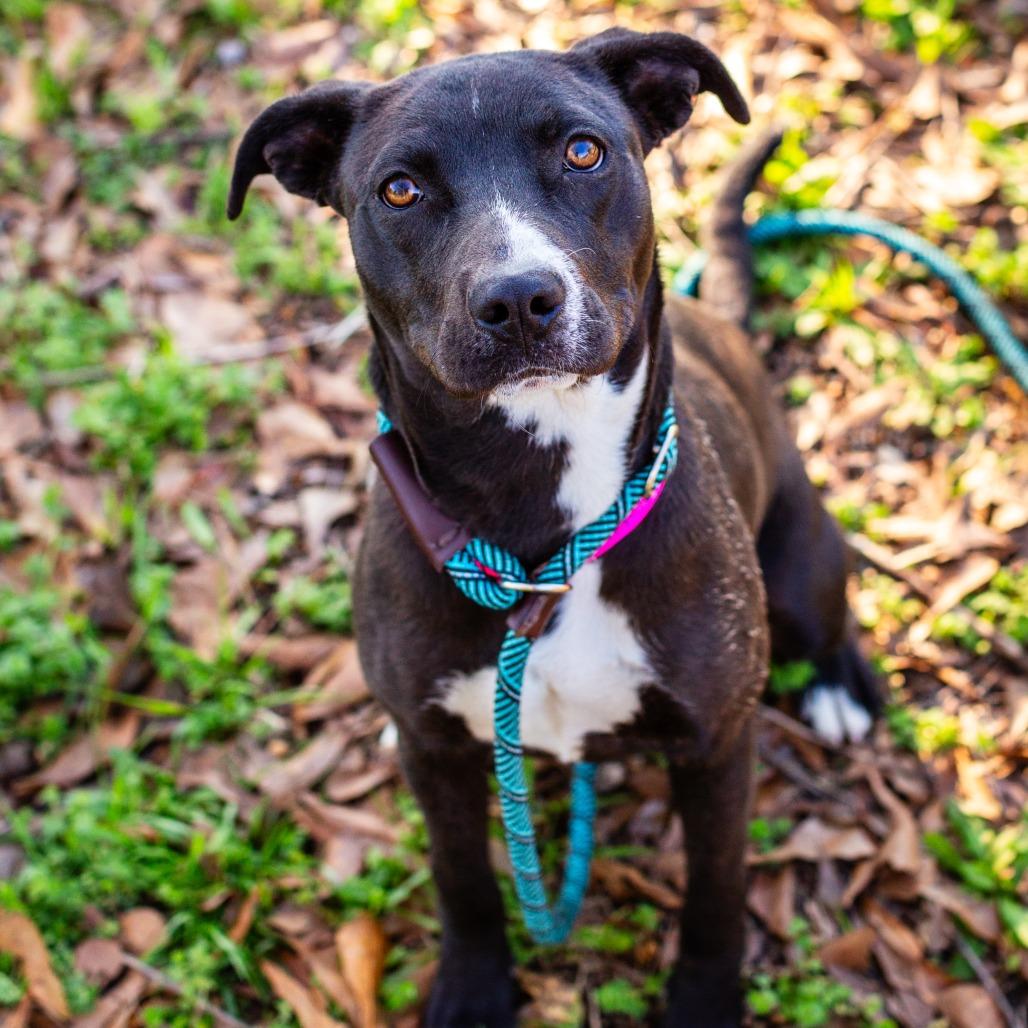 Enlarge Gwen, a Adoptable mixed breed in Hattiesburg, MS image 1/2