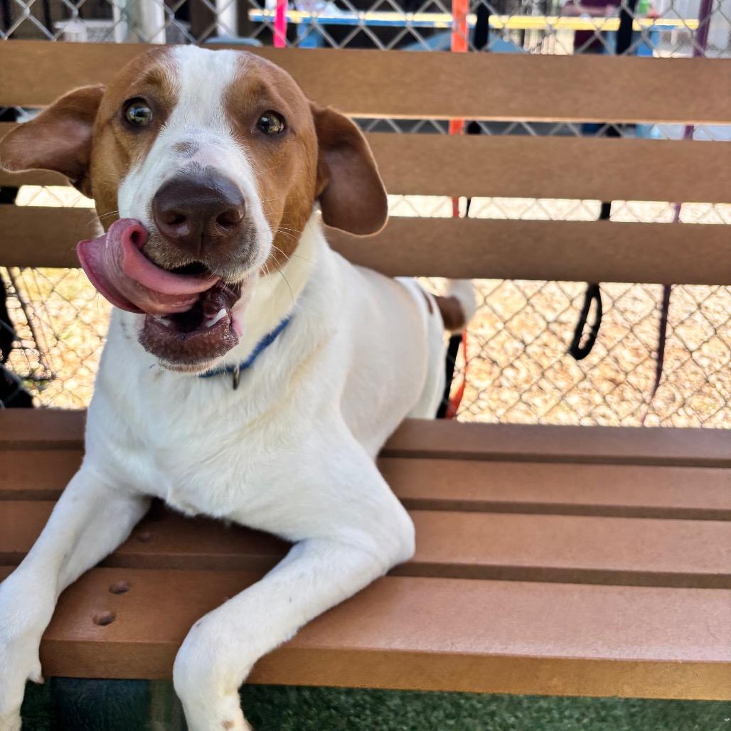 Spot, Adoptable, Young Male Australian Shepherd & Black Labrador Retriever.