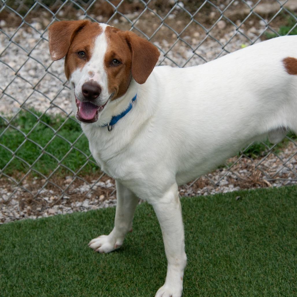 Spot, a Adoptable mixed breed in Parkersburg, WV image 2/6