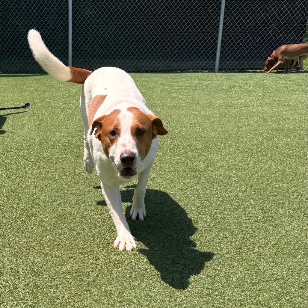 Spot, a Adoptable mixed breed in Parkersburg, WV image 3/6