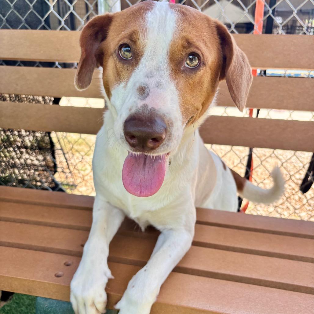 Spot, a Adoptable mixed breed in Parkersburg, WV image 4/6