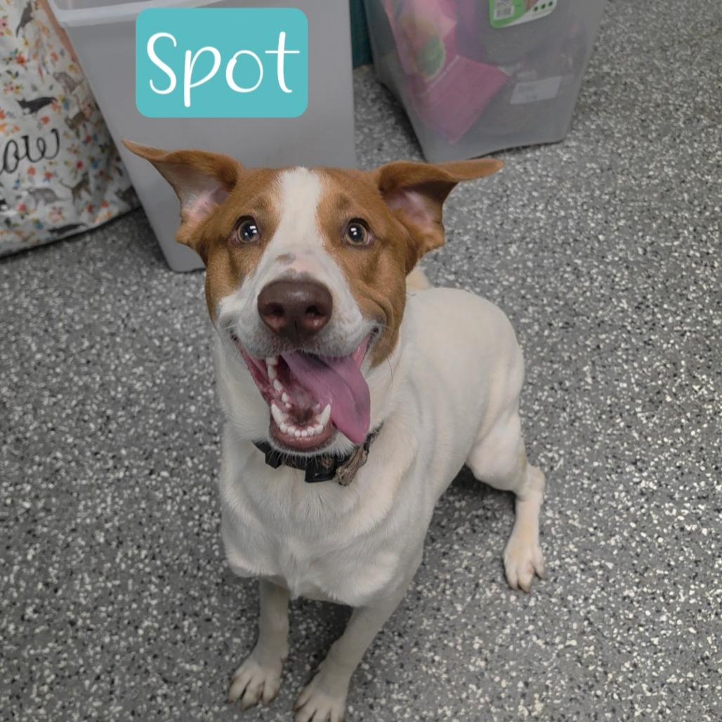 Spot, a Adoptable mixed breed in Parkersburg, WV image 5/6