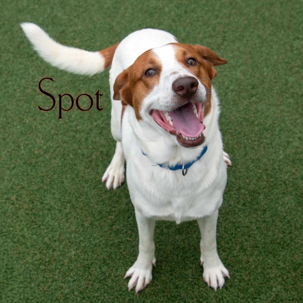 Spot, a Adoptable mixed breed in Parkersburg, WV image 6/6