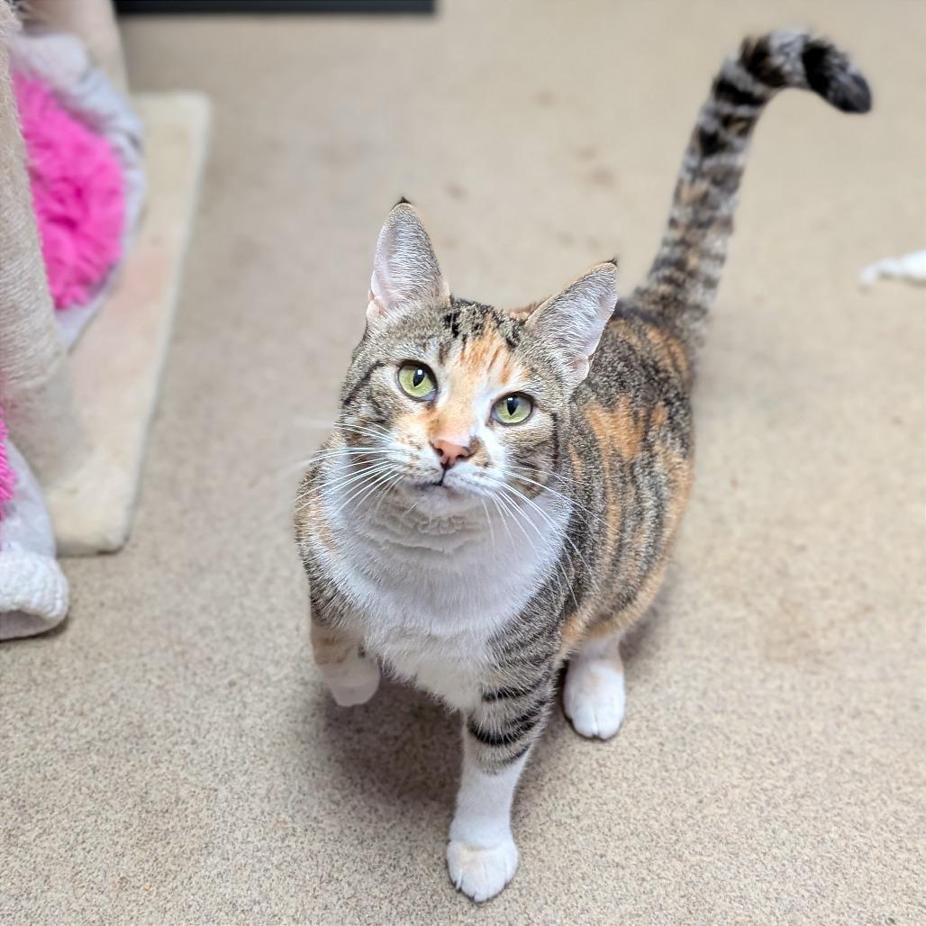 Enlarge Purr Purr, a Adoptable Domestic Short Hair in Brookfield, WI image 1/6