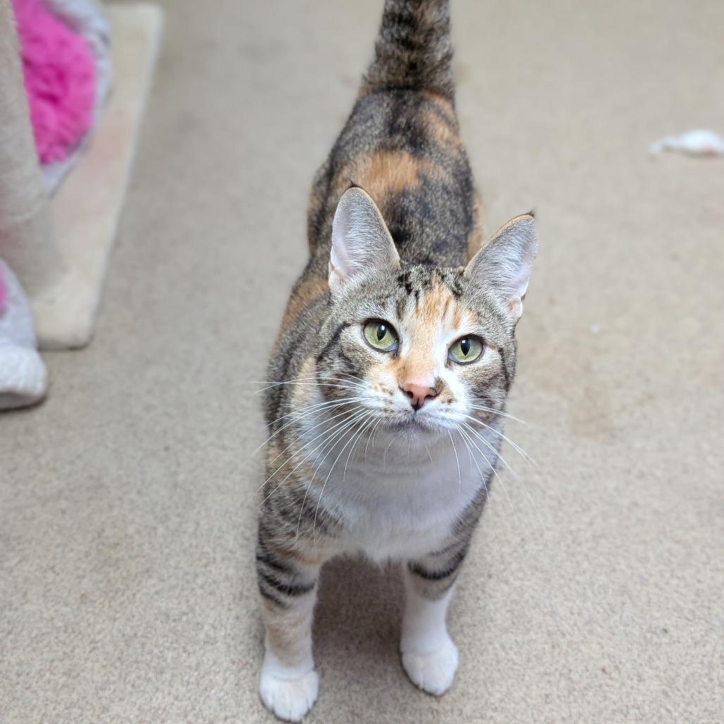 Enlarge Purr Purr, a Adoptable Domestic Short Hair in Brookfield, WI image 2/6