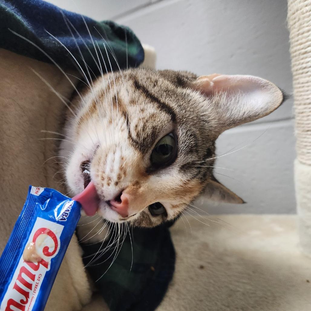 Enlarge Purr Purr, a Adoptable Domestic Short Hair in Brookfield, WI image 3/6