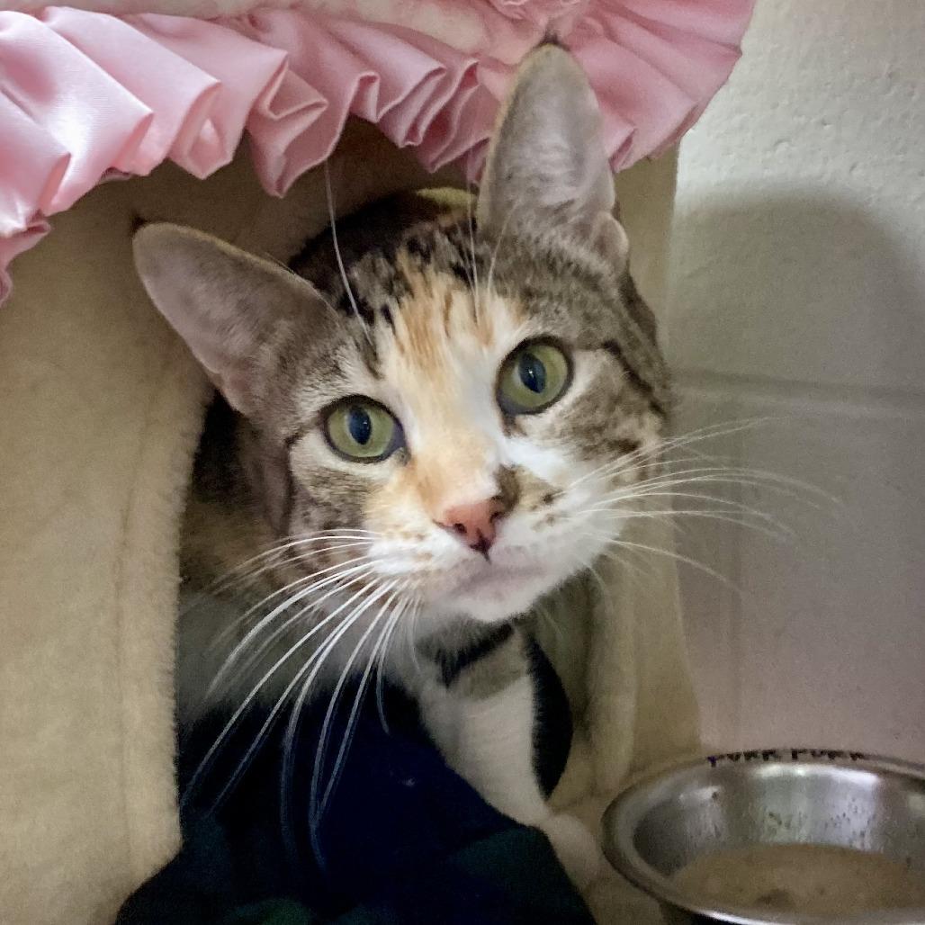 Enlarge Purr Purr, a Adoptable Domestic Short Hair in Brookfield, WI image 4/6