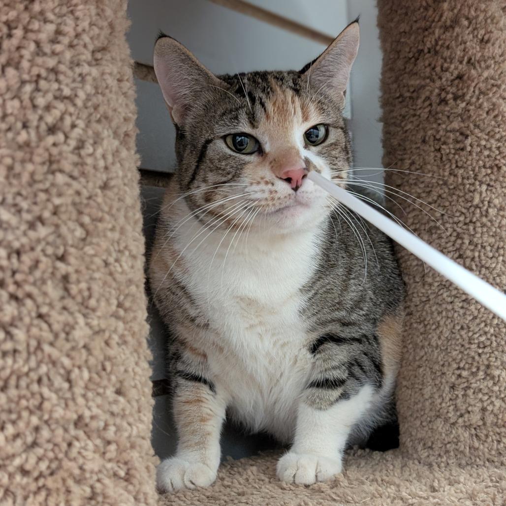 Enlarge Purr Purr, a Adoptable Domestic Short Hair in Brookfield, WI image 1/2