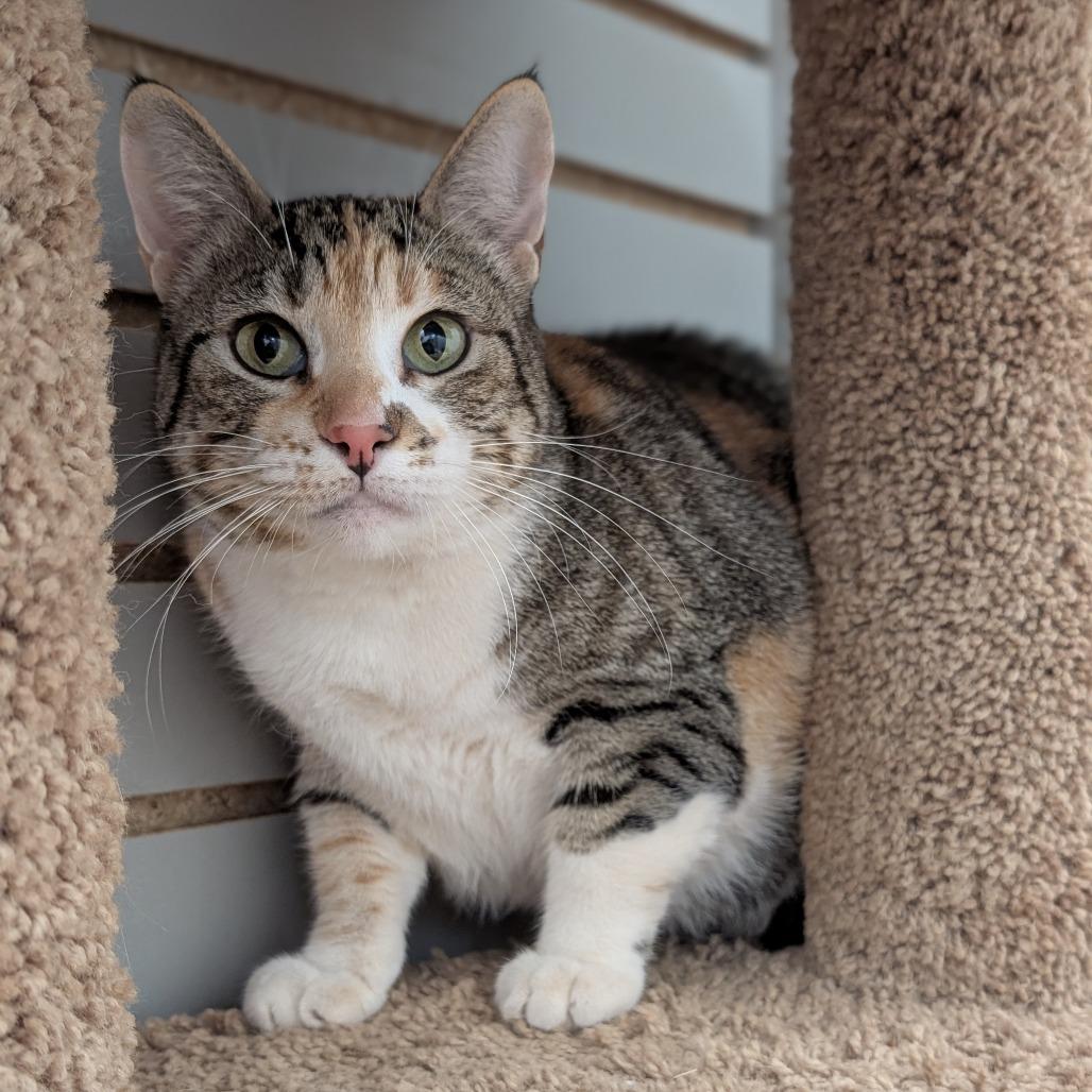 Enlarge Purr Purr, a Adoptable Domestic Short Hair in Brookfield, WI image 2/2