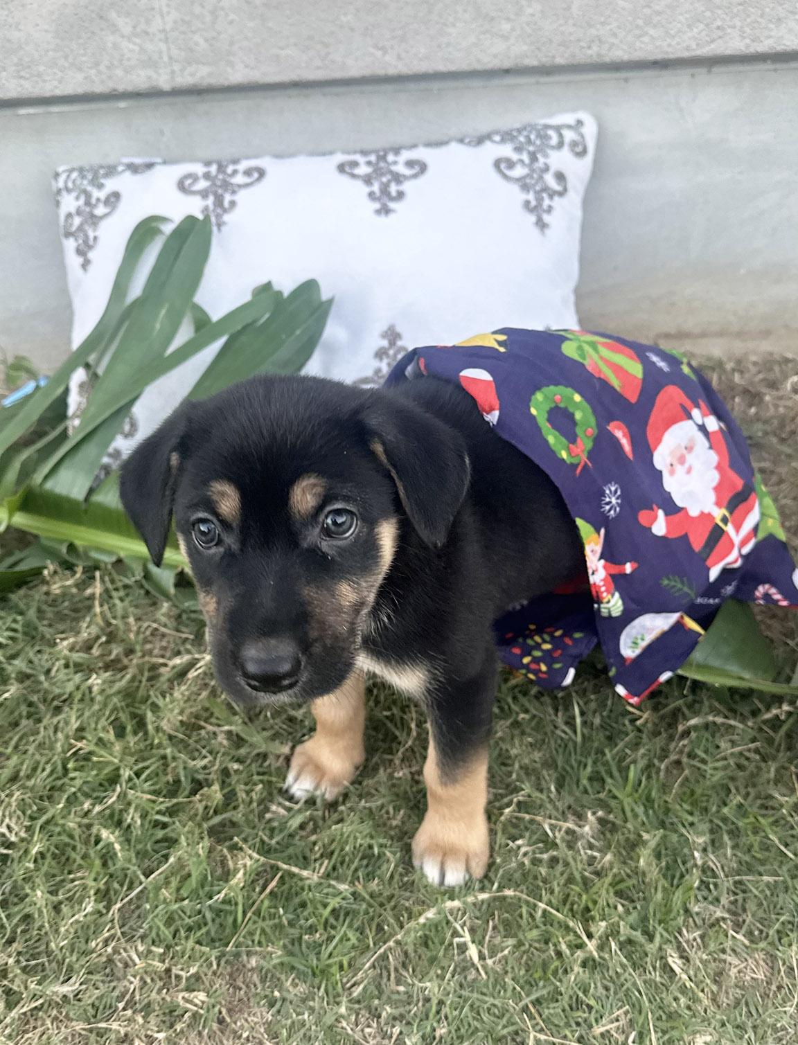 Enlarge Winnie, an adopted mixed breed in McKinney, TX image 1/5