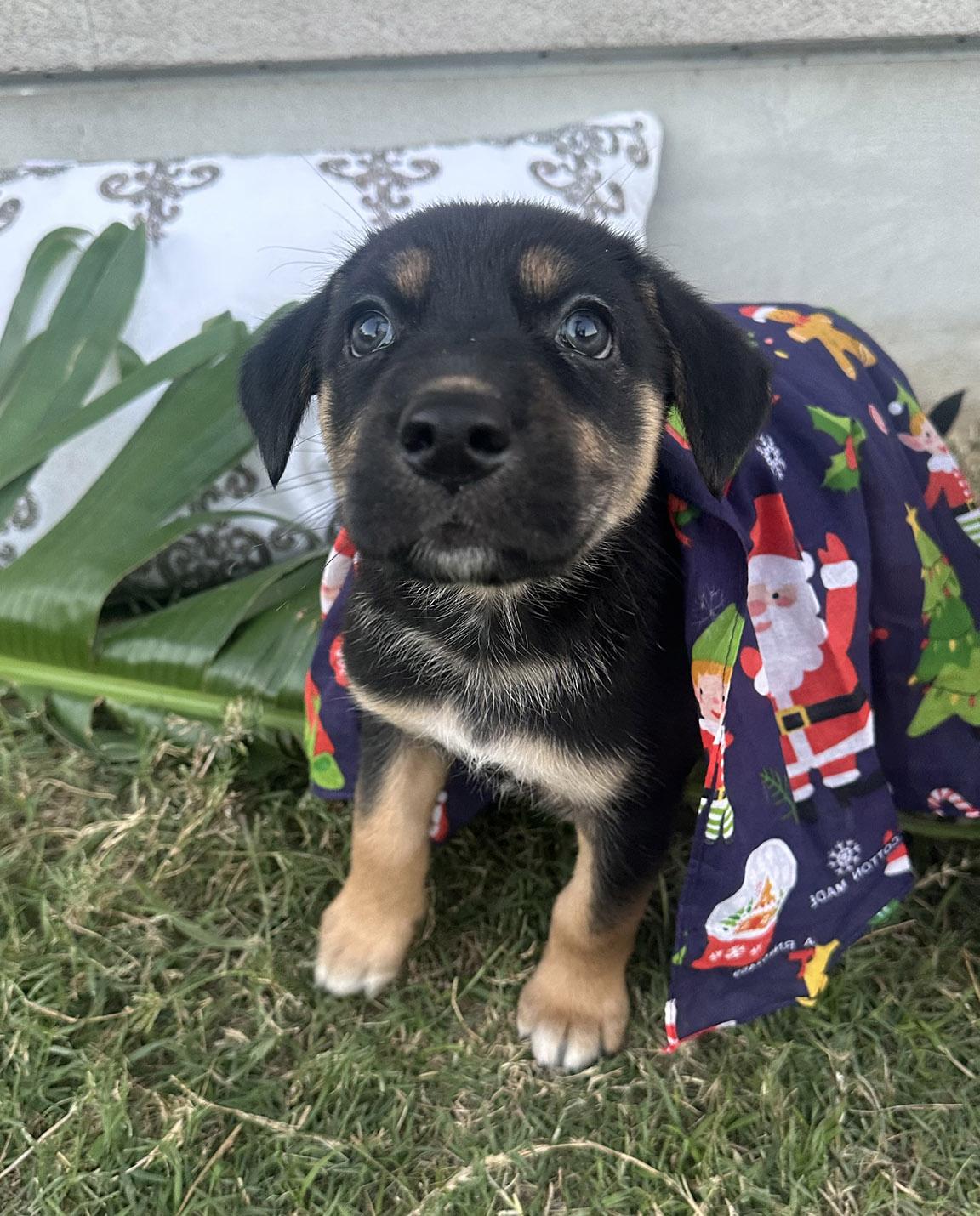 Enlarge Winnie, an adopted mixed breed in McKinney, TX image 2/5