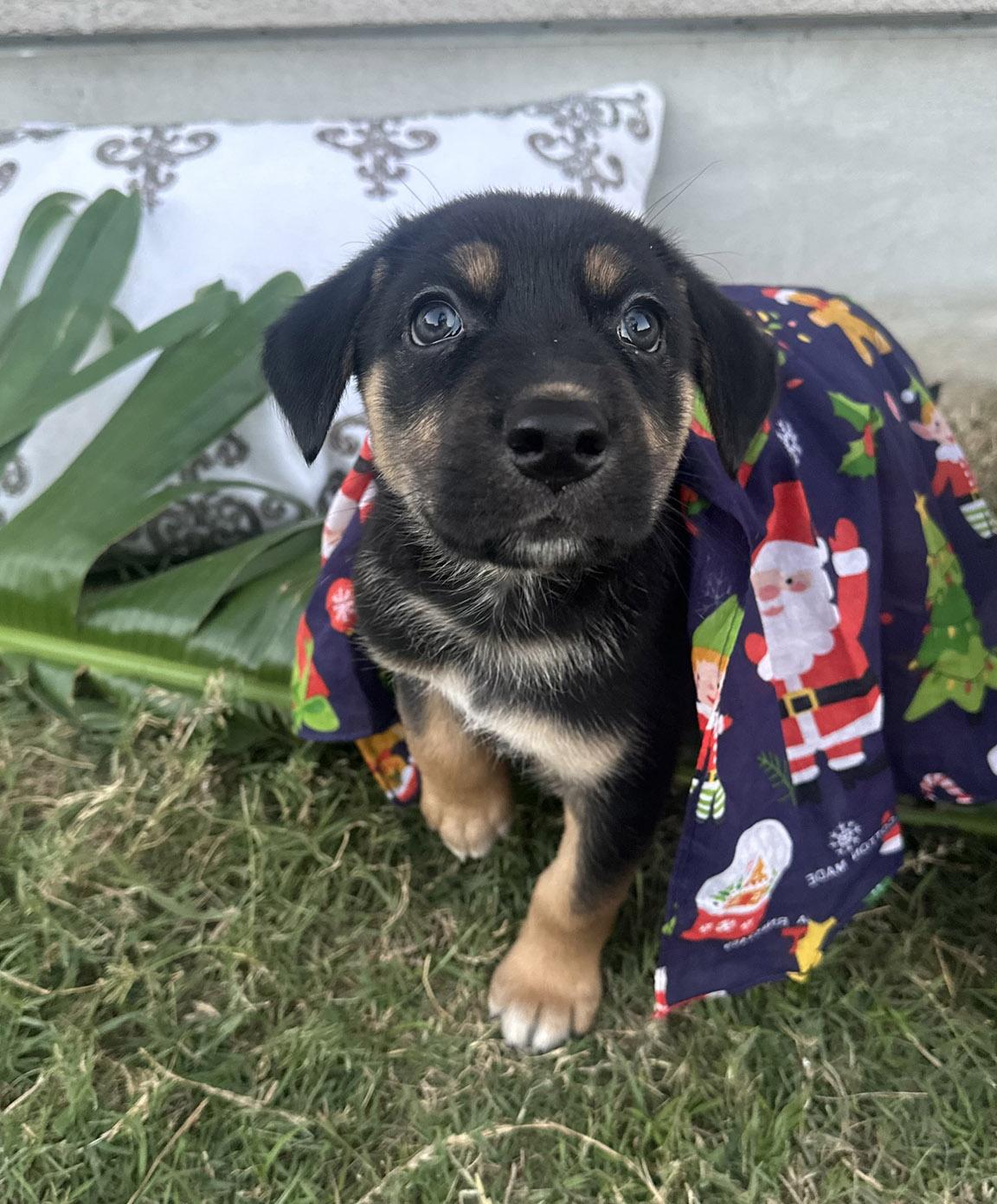 Winnie, adopted, Puppy Female German Shepherd Dog.
