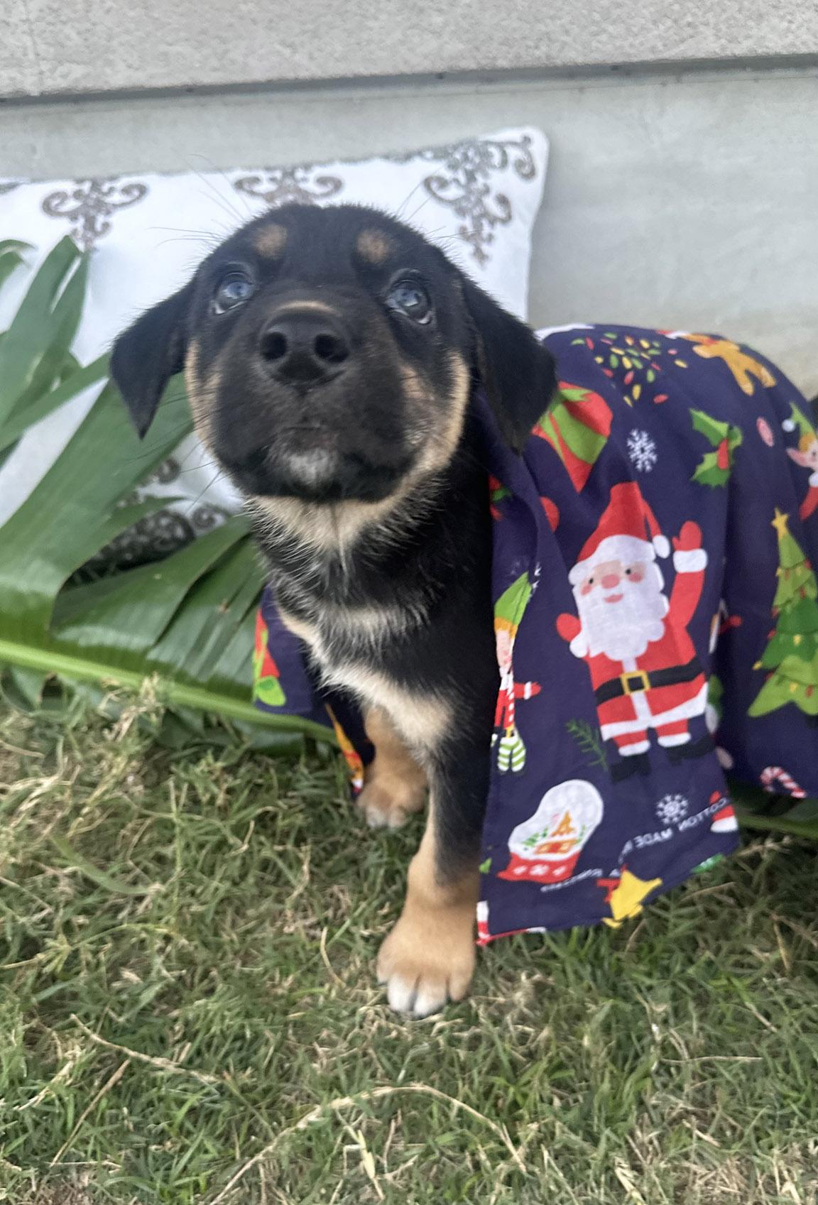 Enlarge Winnie, an adopted mixed breed in McKinney, TX image 5/5