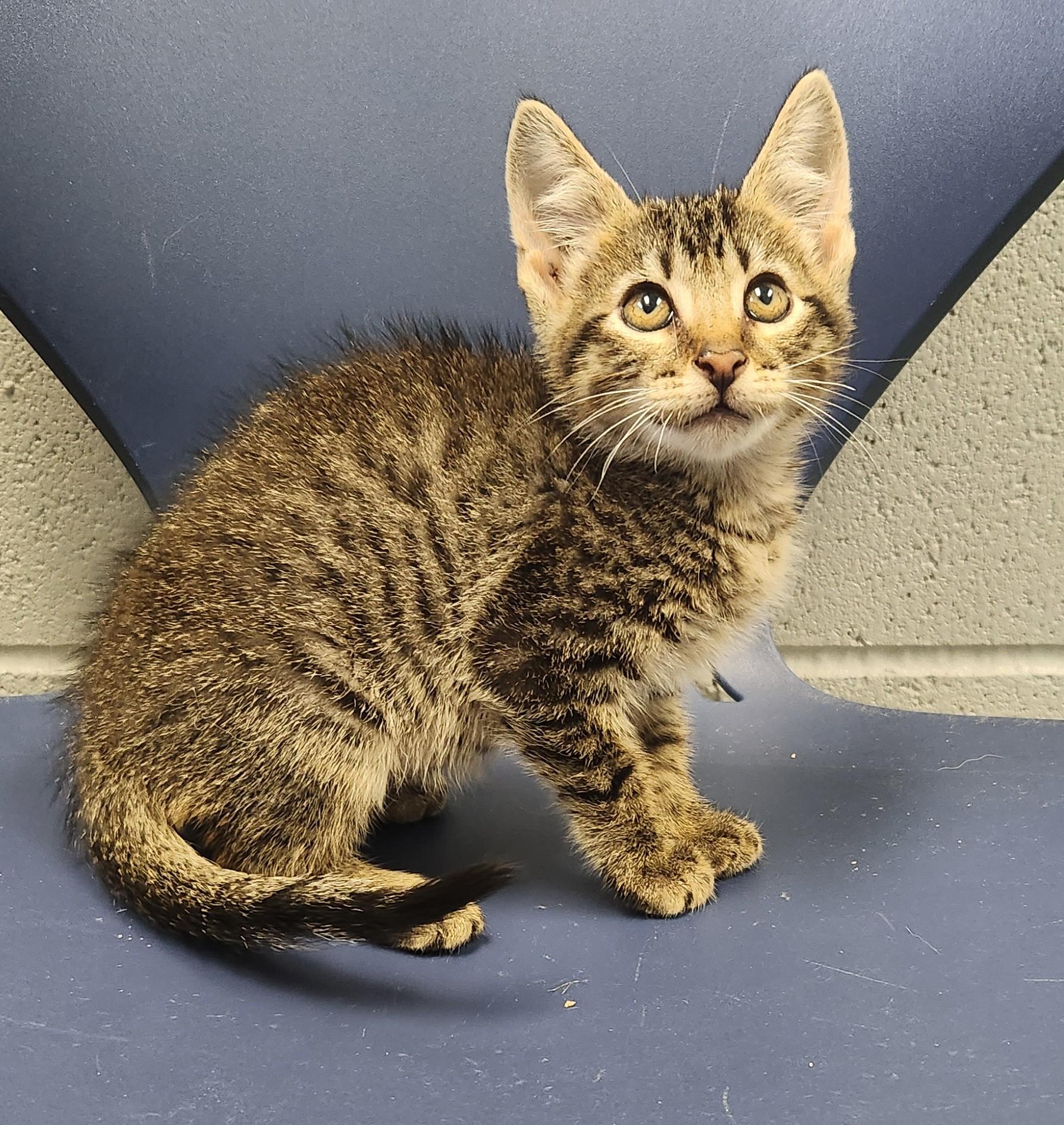 Batty Koda, a ADOPTABLE mixed breed in Siloam Springs, AR image 1/3