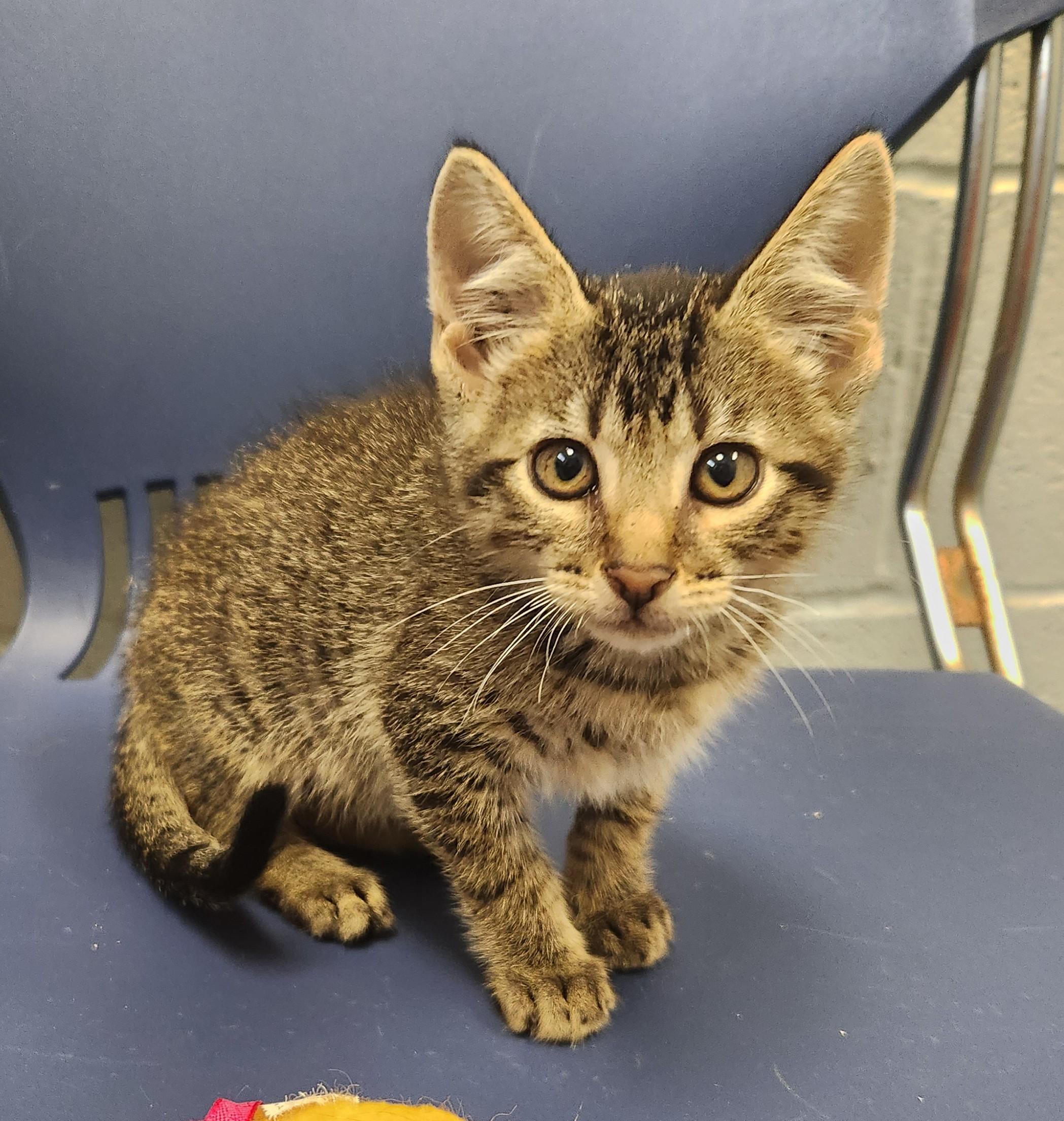 Batty Koda, a ADOPTABLE mixed breed in Siloam Springs, AR image 2/3