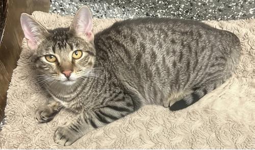 Enlarge Batty Koda (All Better), a Adoptable mixed breed in Siloam Springs, AR image 2/6