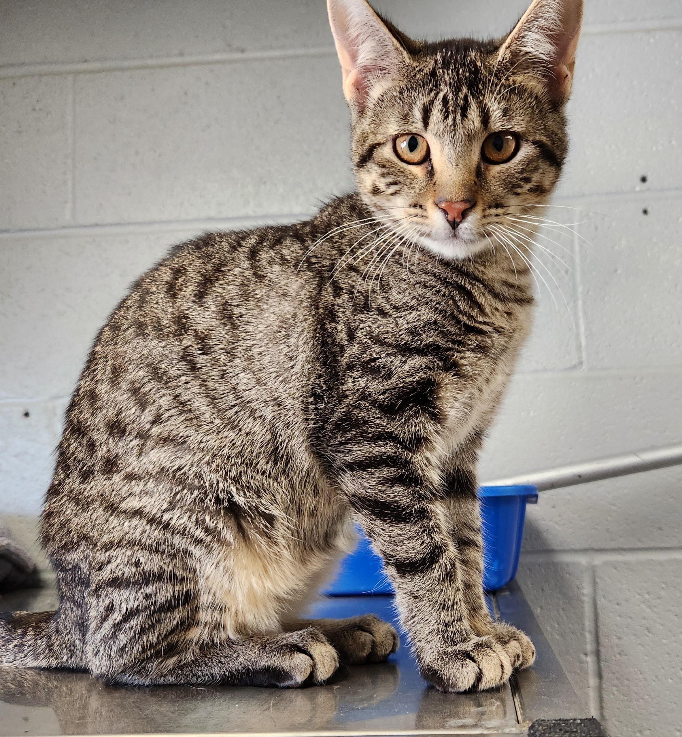 Enlarge Batty Koda (All Better), a Adoptable mixed breed in Siloam Springs, AR image 1/6