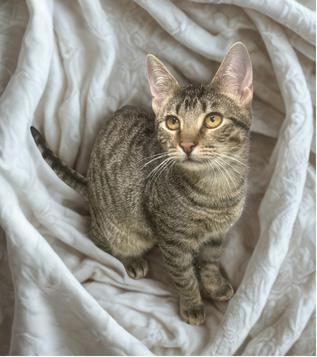 Enlarge Batty Koda (All Better), a Adoptable mixed breed in Siloam Springs, AR image 5/6