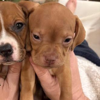 Yam, ADOPTABLE, Puppy Female Beagle.