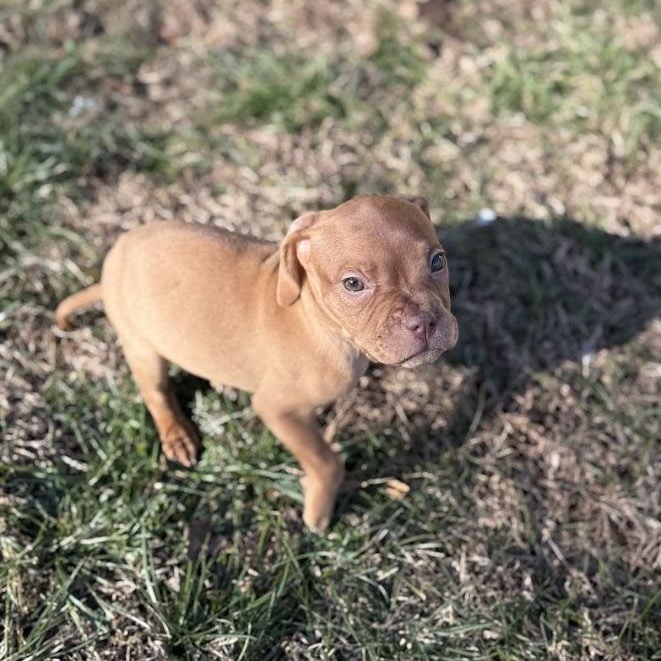 Enlarge Yam, an adopted mixed breed in Shermans Dale, PA image 1/5