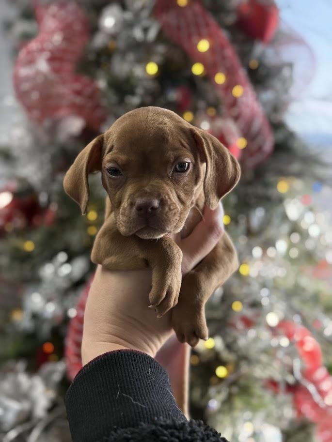 Enlarge Yam, a ADOPTABLE mixed breed in Shermans Dale, PA image 2/3